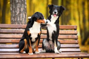 飼い犬同士を仲良くさせるには?