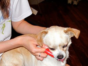 歯石をキレイに掃除する方法