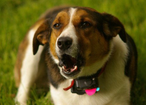 犬驚いたように吠え中