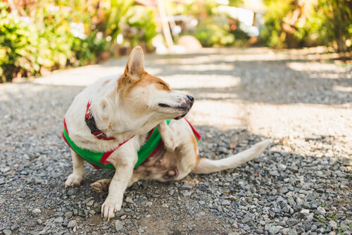 犬首掻き中