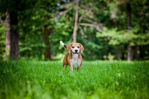犬カメラ見つめ中