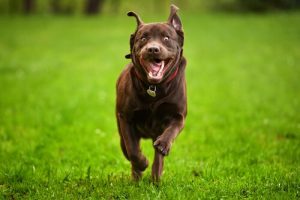元気すぎる犬をコントロールする5つのコツ