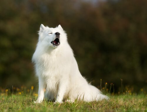 犬気持ちよさそうに吠え中