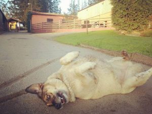 寝転ぶ犬