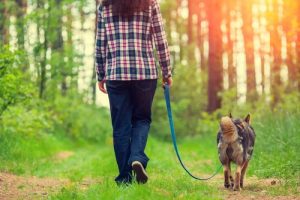 犬と質の高い散歩をするためのステップ4つ