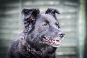 凶暴化した犬を落ち着かせるにはどうしたらいいの?