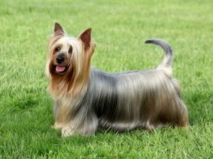 小さいのに気が強い犬たち