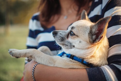 腕に抱かれるチワワ