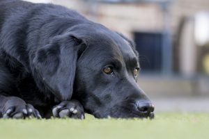 老犬によく見られる病気