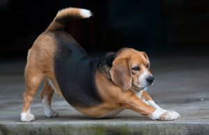 見落とさないで!愛犬がやっていたら危険なサイン5つ