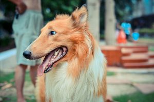 見た目で分かる犬の年齢