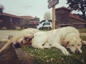 酪農会社による里親募集キャンペーン