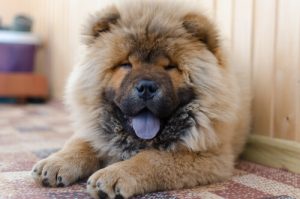 しつけが難しい9つの犬種