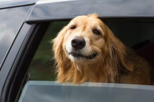 旅行中の車酔いから犬を守る方法