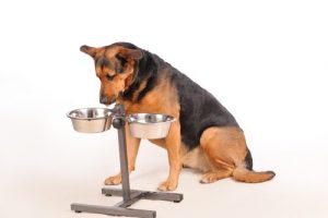 犬は1日に何度食事をするべき?