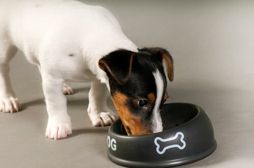 あなたの犬の年齢、体重やその他の体質にあった適量を獣医に聞くようにしましょう。