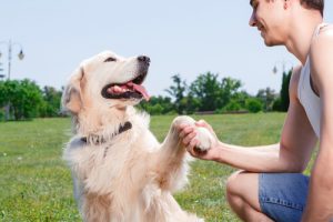 人間の感情を読みとる犬