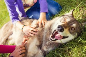 あなたの姿を見た時に愛犬が抱く感情とは