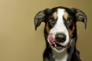 犬を空腹にさせないためにすべきこと