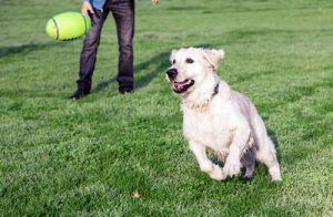 犬が「人類の親友」と言われる理由