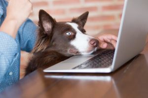 パソコンを見る犬
