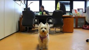 犬を職場に連れて行こう!