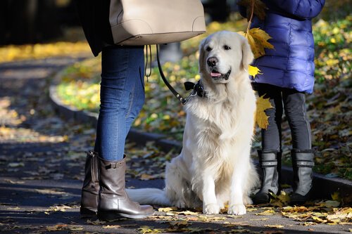 散歩中の犬