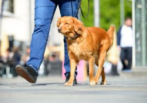 夏の火照った路面から愛犬の足を守る方法