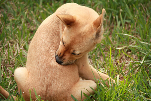背中を噛む犬