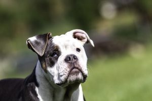 犬の老年性認知症:知っておくべきこと