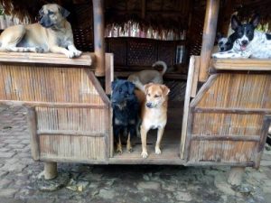 動物保護施設を立ち上げた少年の話