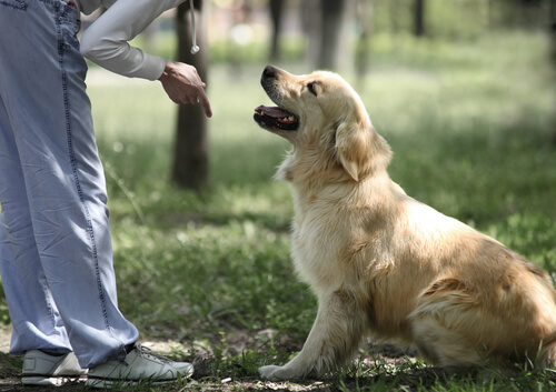 子犬のしつけ