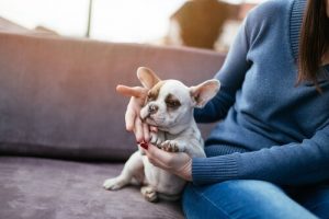 犬と一緒に暮らすと健康になるって知ってましたか?