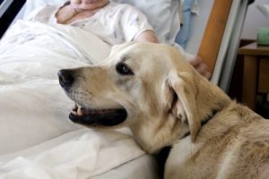 犬と糖尿病患者さんの意外な関係