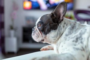 ホラー映画が大好きなワンちゃんもいます