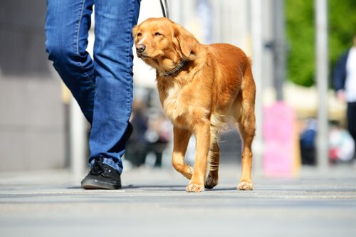 散歩をする犬
