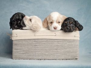 大好きなワンちゃんには最高の名前を授けよう