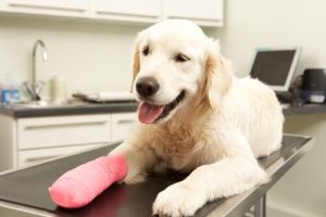 犬のための必須アイテム:救急セット