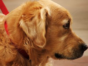 ノミ刺されへの7つの家庭療法