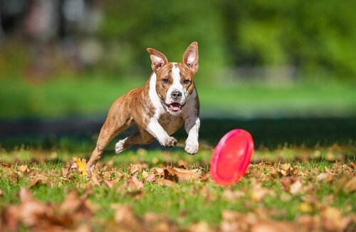 公園内でも、森の中でも、ビーチでも、大きな庭の中でも、フリスビーは外で遊ぶにはもってこいです。