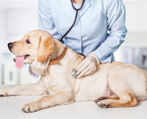 診察される犬