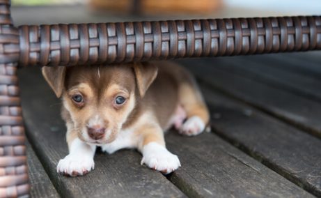隠れる犬
