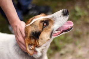 ついに野良犬ゼロを達成した国があります