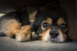 犬の頬ひげは何の為にあるの?