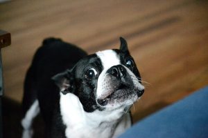 犬の遠吠えの意味