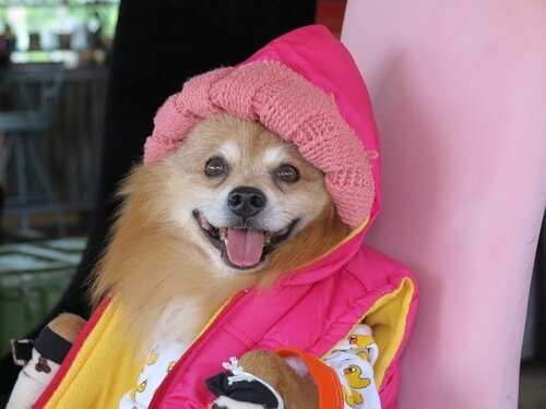 服を身につけた犬