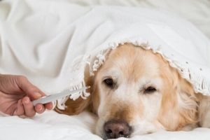 犬の体温の測り方