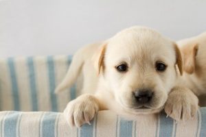 なぜ「刷り込み」が犬にとって重要か分かりますか?