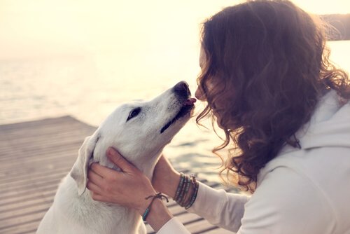犬と飼い主