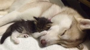 リロ:猫を育てるハスキー犬